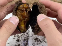 喜提两枚松花蛋，打开看看吧！