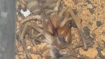 超大母蔽日蛛捕食大母蔽日蛛