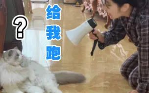 谁能让我的猫跑起来，我给一百万（测试篇）