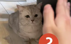 没有被打过的猫有多拽