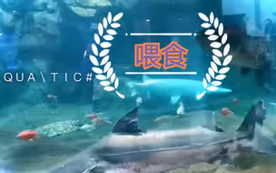 枪王的大缸的喂食视频