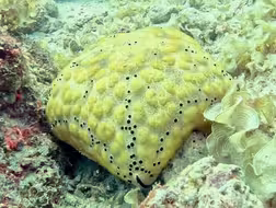 我想知道它的名字，海星小饼干~~