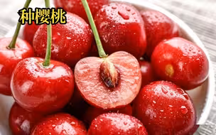 用樱桃里面的种子能种出樱桃吗？（全过程）
