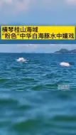 桂山海域偶遇“粉色”中华白海豚群水中嬉戏。🐬🐬