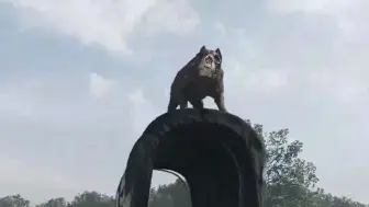 看似赢了 实则饱了