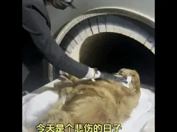 送别金毛宝贝大默，我们扔能听到时光褶皱里，那串叮叮当当的狗牌声。一定要再回来呀！