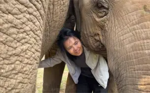 Lek带我们走进elephant nature park 论大象多爱她