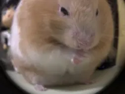 救命啊 这圆嘟嘟的小猪鼠也太可爱了吧