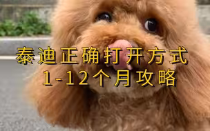 养泰迪正确的打开方式  1-12个月攻略