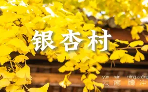 wow‼️腾冲这个银杏村也太绝美了吧｜庚小美床车自驾环游中国