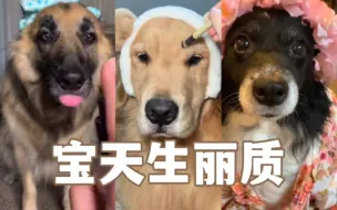 给狗狗化美美的妆！变漂亮小狗啦！