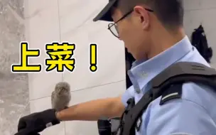 浅浅看个猛禽吃播吧