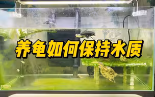 养龟的水质如何长期保持良好，这些方法是最简单实用的，也是最有效果的