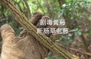 剧毒黄藤，断肠草的老藤就是这样！毒性更强不认识的赶紧看看 #野生药材