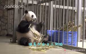这个黑坨子是在说我吗？