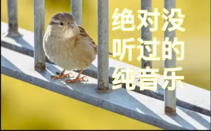 小众纯音乐Octavia，我保证你没听过。