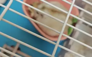 小鼠愉快的干饭时间