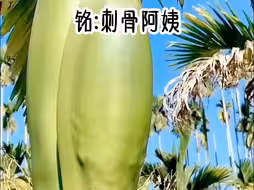 铭《刺骨阿姨》小说推荐