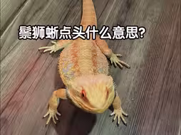 鬃狮蜥点头是表达什么？