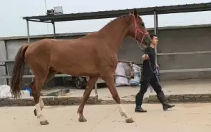 温血母马两岁，肩高175