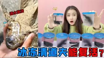 神奇“不死鱼“清道夫！变干尸也能遇水就活，冰冻5小时会怎样？