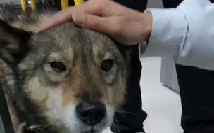 去城里让宠物医生爱不释手