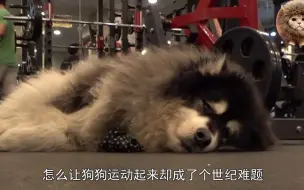 爸爸是健身教练，儿子却极端肥胖，阿拉斯加比成年男子还要高大