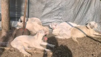 小羊都出来晒太阳了！