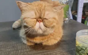捡的加菲猫实在是太丑了，给我笑昏了