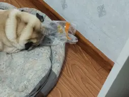面包都吃完了还要舔袋子哈哈哈