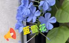 条件不好千万别养蓝雪花！