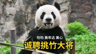 叻叻：诚聘挑竹大将，达达心心有没有兴趣？叻叻美年达美心，天选饭搭子开工啦。