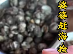 冬天赶海真的很辛苦，看看我婆婆今天赚了多少钱