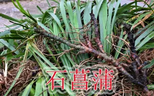 农村户外药材植物“石菖蒲”，采挖根处理好晒干，有哪些用途？