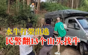 水牛打架出逃民警翻13个山头找牛：找牛4小时，抓牛2小时