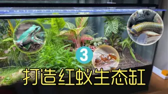 打造蚂蚁生态缸，把蚂蚁和蝎子养在生态缸里，竟然这么有趣？