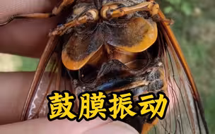 发声时鼓膜振动的频率很高，肉眼无法看清