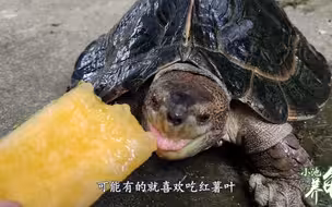 新手养亚州巨龟10问：5、亚州巨龟只吃肉不吃青菜，挑食怎么办？