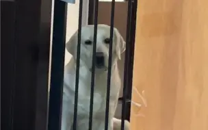 当我摸了别的猫，我的狗：
