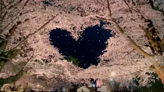 这么美的樱花雨你会第一个分享给谁