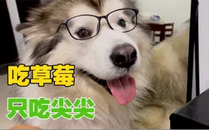 主人给狗狗吃草莓，结果狗狗只吃草莓尖尖，主人哭笑不得