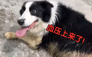 《鞭     牧》