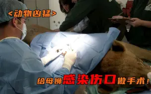 母狮身上伤口感染，紧急给它做手术！