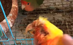 母鸟给公鸟咬了
