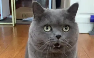 当我妹暑假来我家时，我的猫大型社死现场