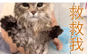 西伯利亚森林猫｜西森这么大，洗澡一定很危险吧
