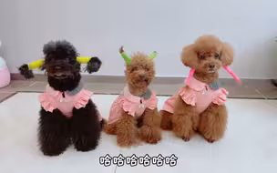 妈妈给艾米买了新头饰，艾米非要跟弟弟妹妹一起分享，真好看