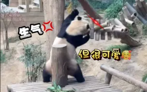 福宝公主发脾气，让你见识可爱轰炸💥