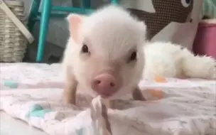 好多小猪猪啊！！！