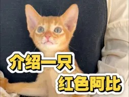 今天给大家介绍一只红色阿比